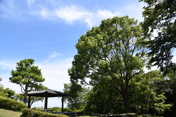 Early afternoon scene of the early summer park.