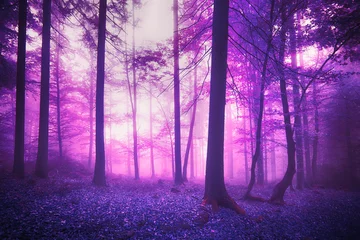 Foto op Plexiglas Mystic fantasy violet colored foggy enchanted forest landscape. © robsonphoto