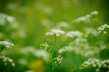 Yellow fragrant flowers in the field in summer in Russia