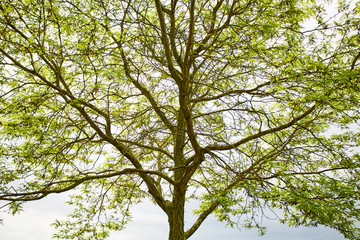 A tree begins to leaf out in Spring.