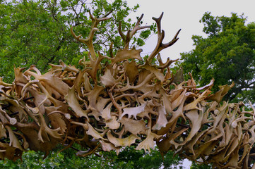 collection of antlers formed in an arch