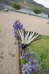 Schwalbenschwanz auf blauer Blüte am Rheinufer bei Bingen