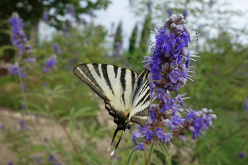 Schwalbenschwanz auf blauer Blüte am Rheinufer bei Bingen