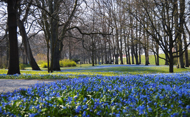blue spring flower field in park, for background, products and commercials
