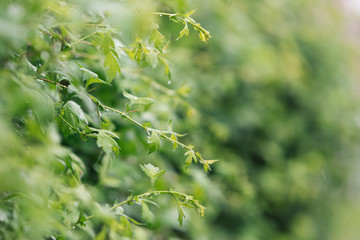A bush with thin branches with lush green leaves on a blurred background. Raindrops on the leaves.