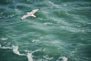 Gabbiano sul mare