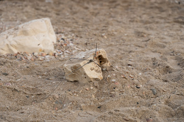 Freight stone with cutted wire on the beach coast abstract