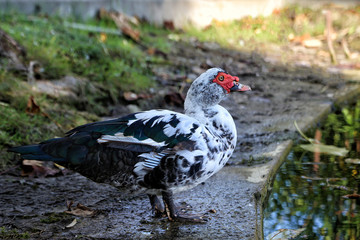 Muscovy duck near the pond.