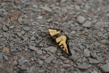 butterfly
