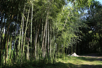 Alley of bamboo in the Central Botanical Garden.