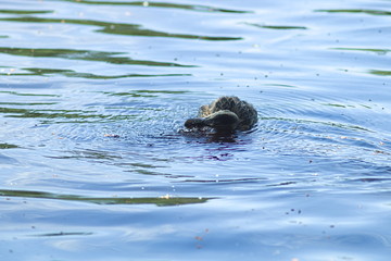 a lonely beautiful migratory wild duck floating on a pond