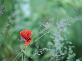 red poppy in field