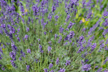 Lavender flowers blooming. Purple field flowers background. Tender lavender flowers