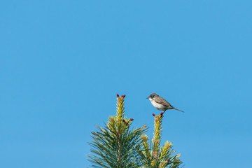 A lesser whitethroat sitting on top of a tree