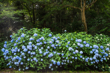 紫陽花が見頃の公園