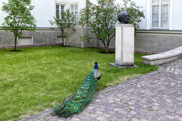Obraz premium Peacock walks near the palace in the Royal Lazienki park.
