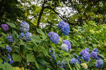 紫陽花が見頃の公園