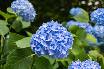 紫陽花が見頃の公園