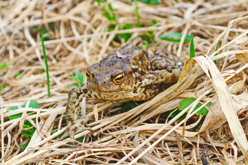 frog in grass
