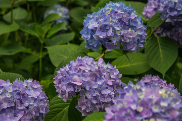 紫陽花が見頃の公園