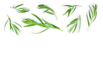tarragon or estragon isolated on white background with copy space for your text. Artemisia dracunculus. Top view. Flat lay