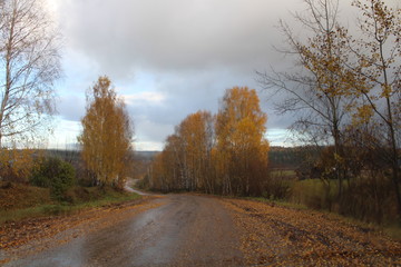 Fototapeta premium road in autumn
