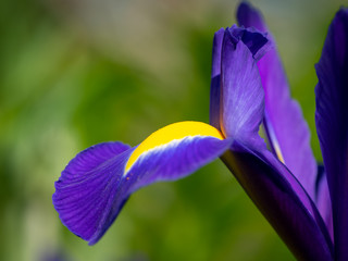 Detail of a blue and yellow blossom of an iris