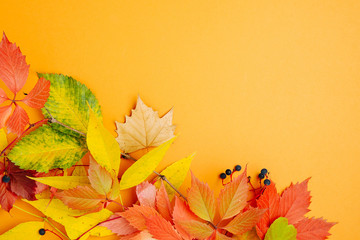 Bright Autumn leaves on orange background. Flat lay, top view, copy space