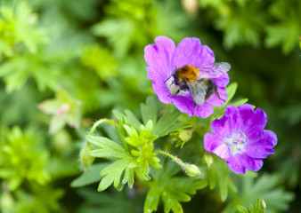 Bumblebee on a flower