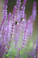 Bumblebee on a flower