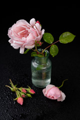 Beautiful rose in a glass vase. Beautiful flower from home garden on a dark table.