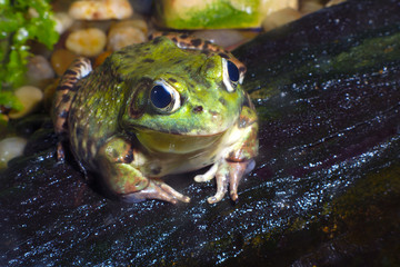 frog green species wildlife water stone environmental conservation