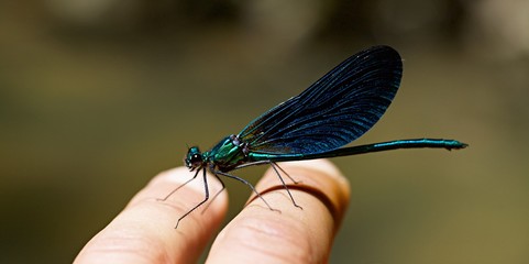 libellule sur doigts © mathisprod