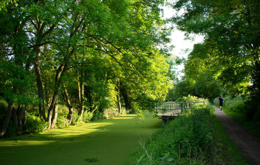 Nature landscape in green tones on Grantham Canal,Uk.