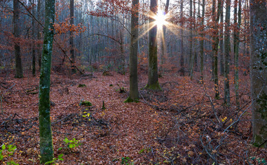 autumn in the forest with sunlight