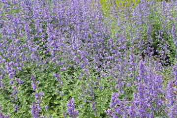 large field of purple flowers