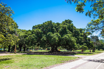 Fototapeta na wymiar Beautifu green three in Park at Plaza Dante, Bueno Aires. Argentia.