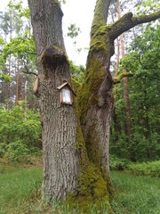 Bromierzyk, Kampinos, nawiedzona wieś wisielców © Monika
