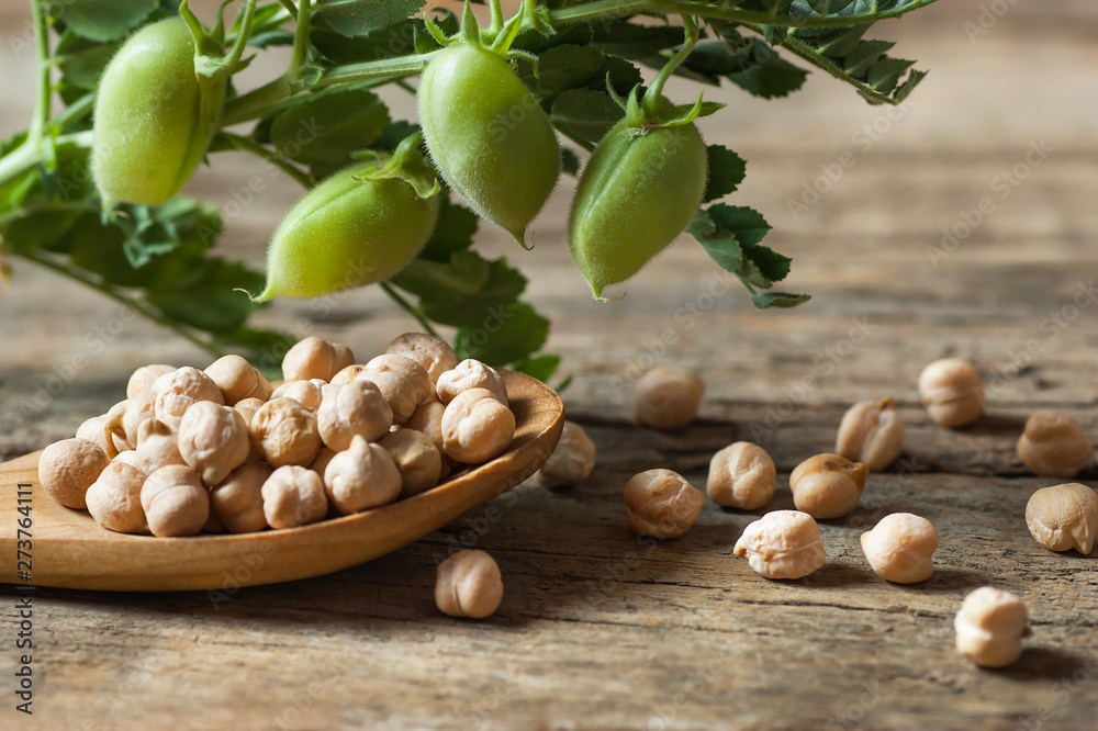 Wall mural uncooked dried chickpeas in wooden spoon with raw green chickpea pod plant on wooden table. heap of 