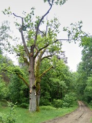 Bromierzyk, Kampinos, nawiedzona wieś wisielców © Monika