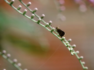 MARIPOSA P