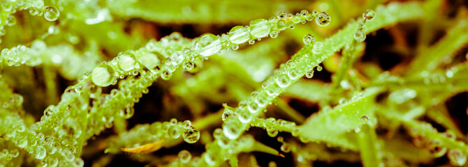 Morning dew - perfect water drops on green leaves