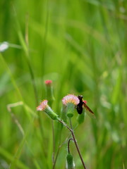 MOSCA