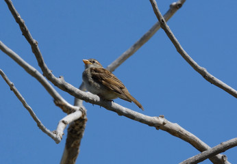 Female house sparrow bird or passer domesticus perched on dead tree branch against blue sky