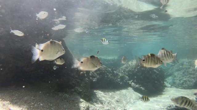 undersea scissortail sergeant fishes of swimming pool in Anse Caiman between Anse Fourmis and Anse Cocos protected by huge rock formations. La Digue, Seychelles, swimming underwater.