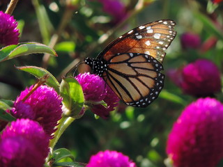 MARIPOSA