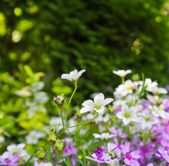 Obraz na płótnie Canvas Delicate white flowers of Saxifrage mossy and purple Phlox in spring garden