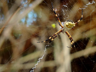 araña