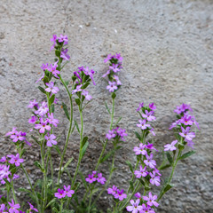 Small purple flowers grow near the wall of the house. Concrete background