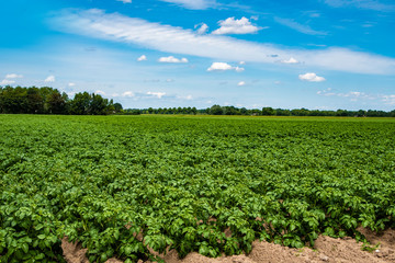 Fototapeta na wymiar Green potatoe field in the early summer. Agriculture and farming.